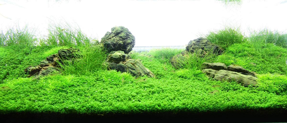 Layout 72 (54 L)
