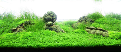 Layout 72 (54 L)