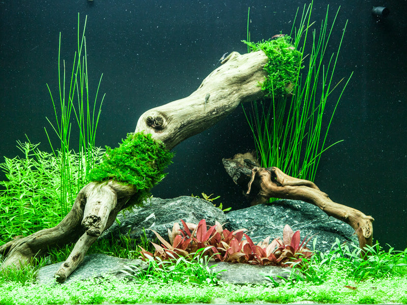 Layout 75 (100 L)