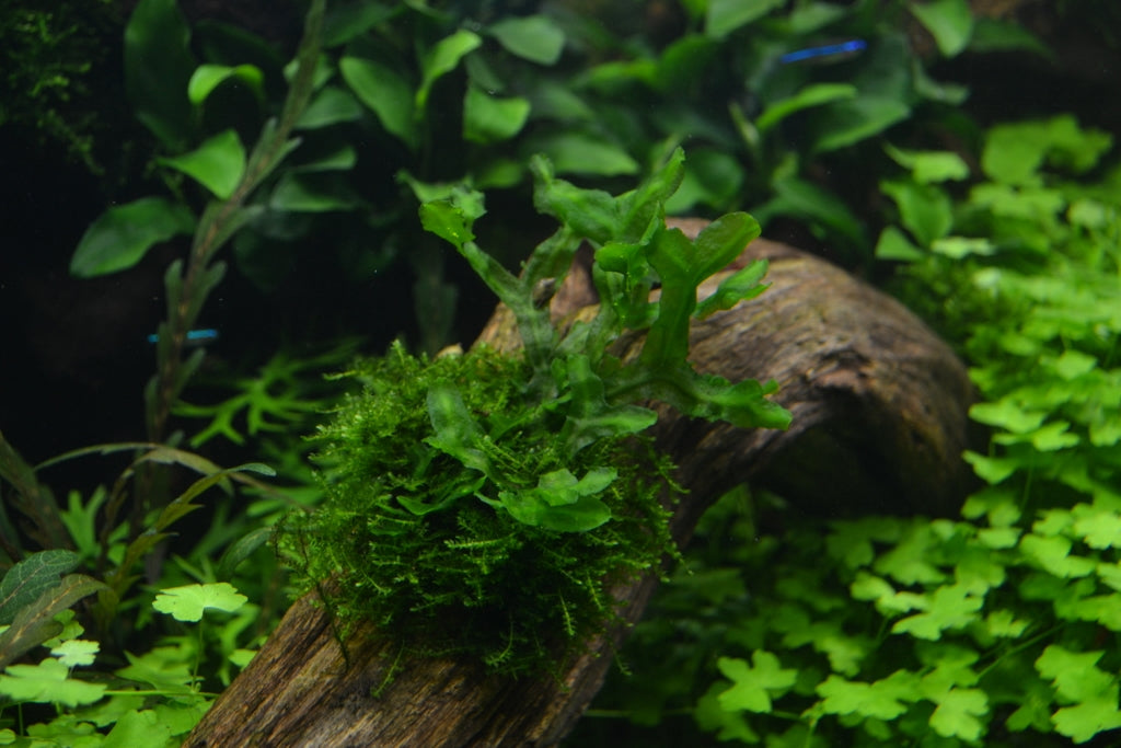 Layout 76 (182 L)