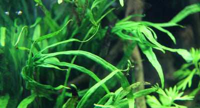Layout 83 (100 L)