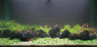 Layout 84 (250 L)