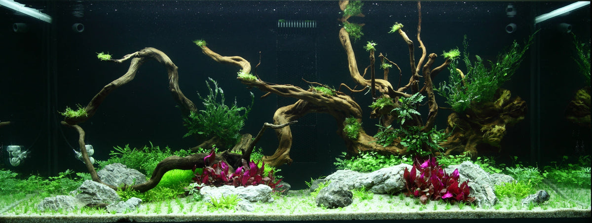 Layout 96 (300 L)