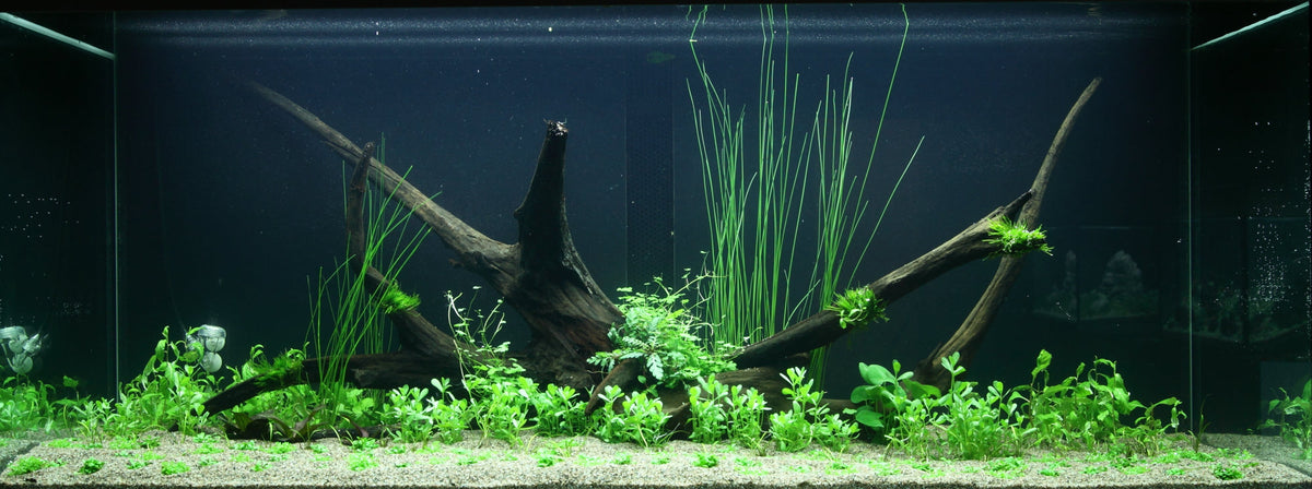 Layout 97 (300 L)
