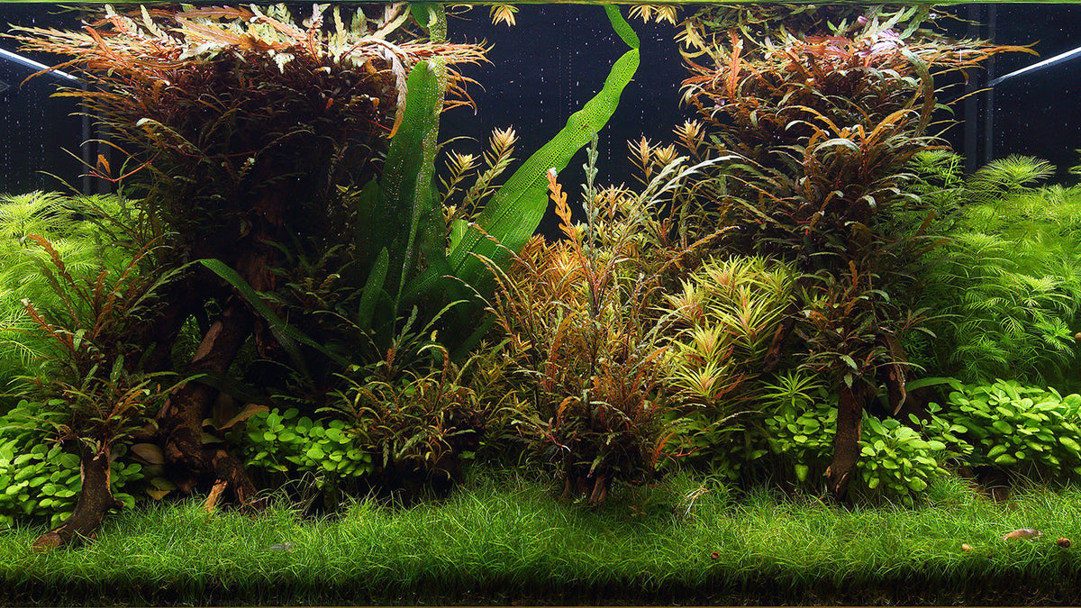 Layout 109 (250 L)