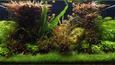 Layout 109 (250 L)