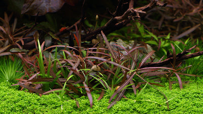 Layout 110 (250 L)