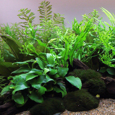 Layout 111 (54 L)