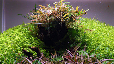 Layout 112 (55 L)