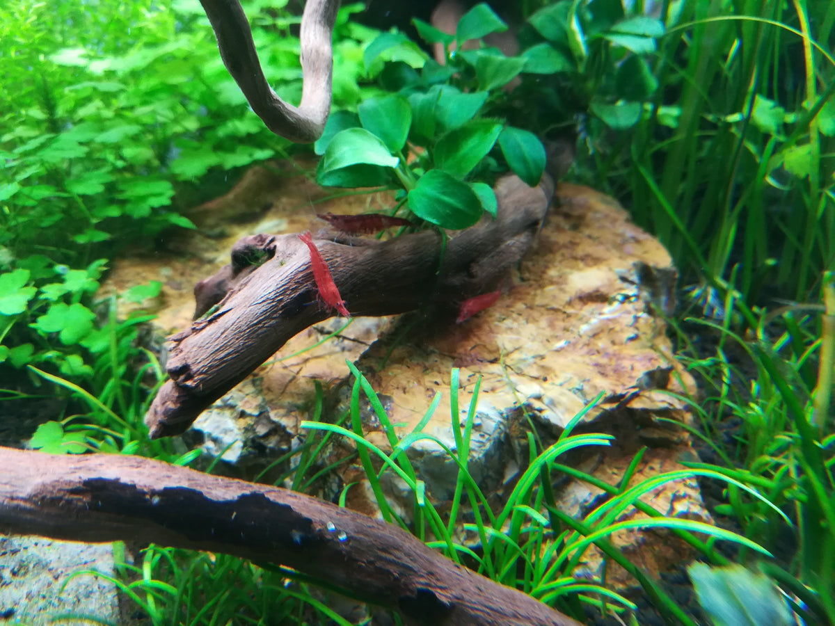 Layout 117 (80 L)