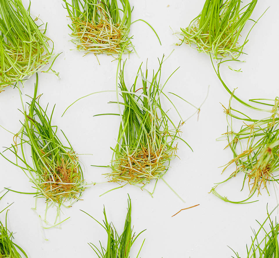 Getting started with 1•2•GROW!