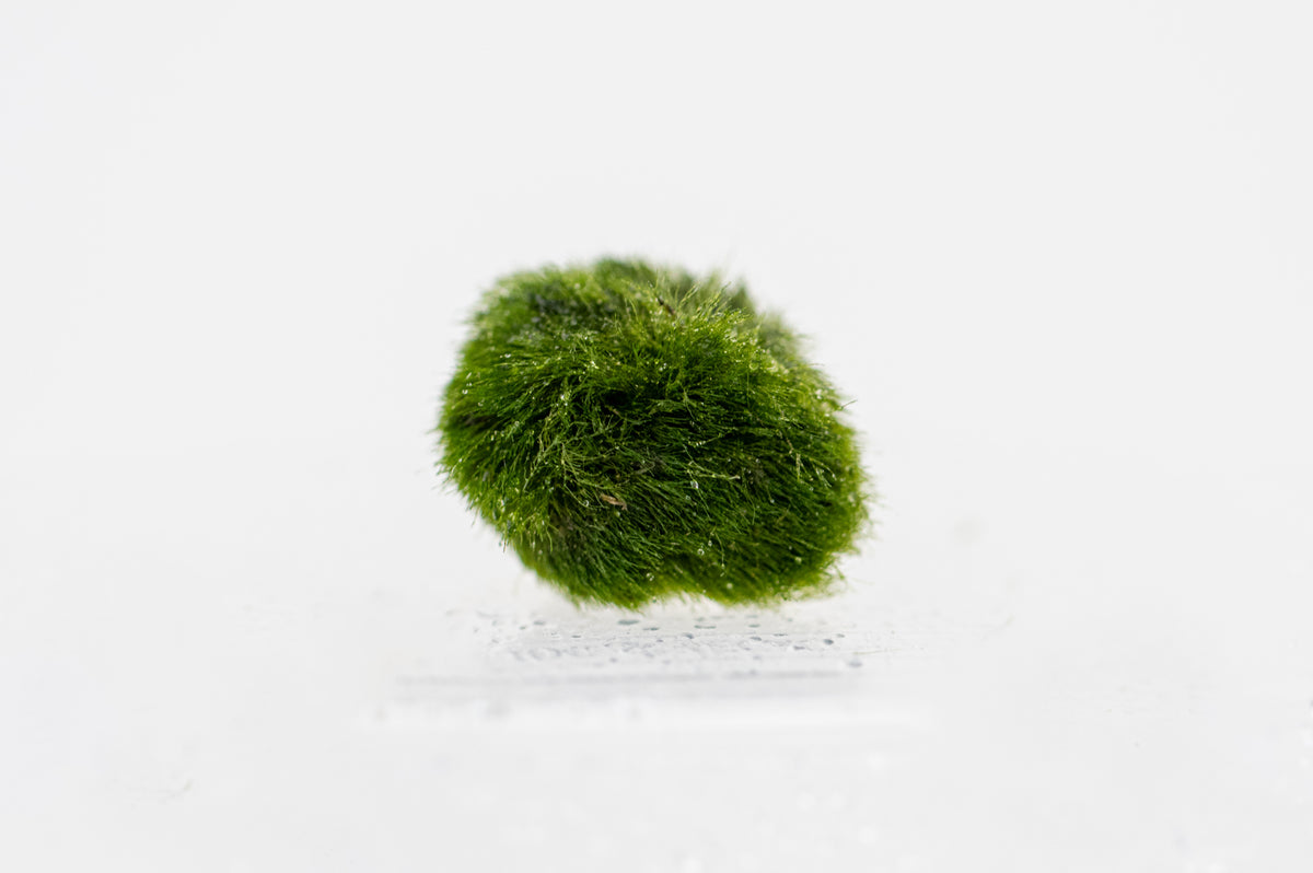 Aegagropila linnaei