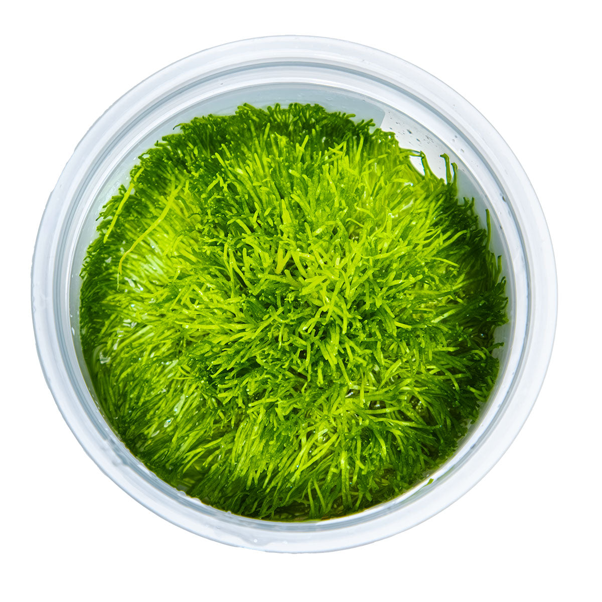 Riccia fluitans