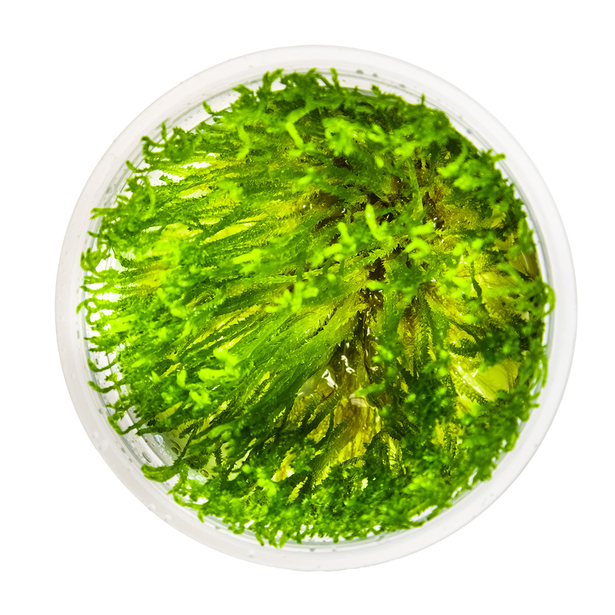 Taxiphyllum alternans 'Taiwan Moss'