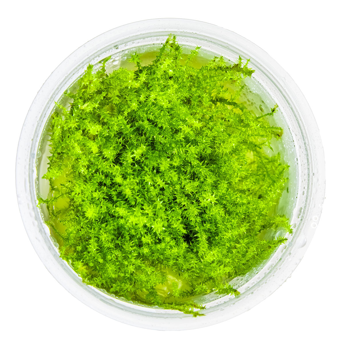 Leptodictyum riparium