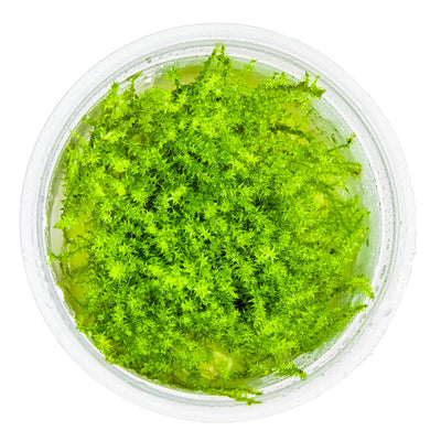 Leptodictyum riparium