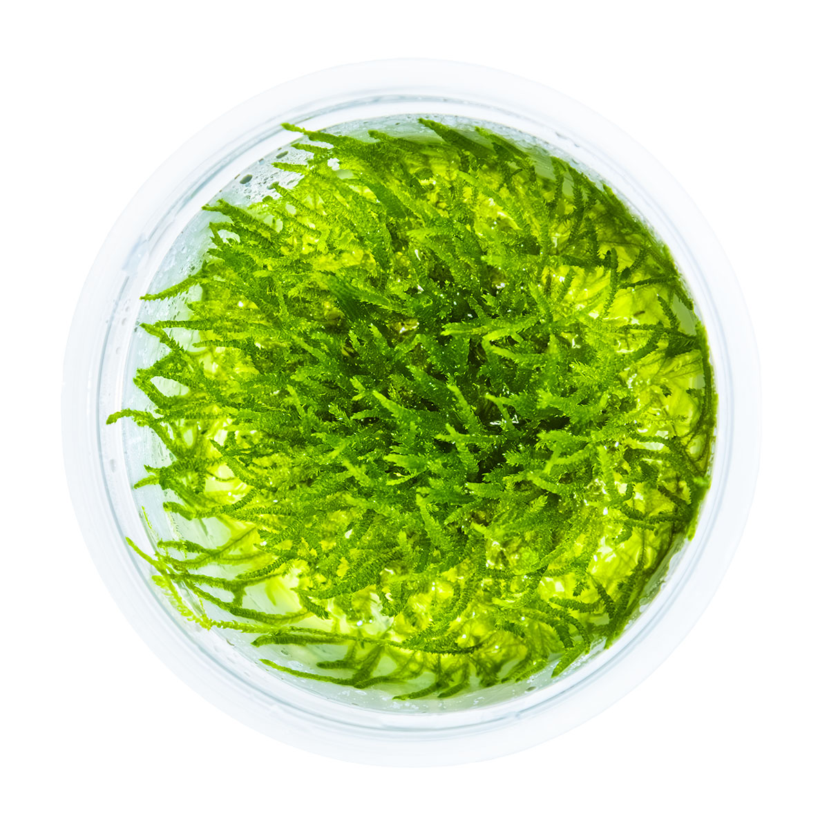 Taxiphyllum barbieri 'Bogor Moss'
