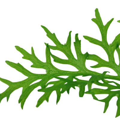 Ceratopteris thalictroides