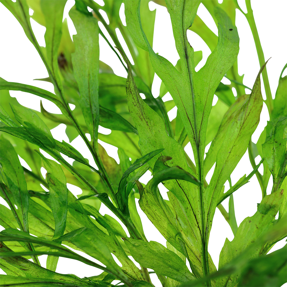Bolbitis heudelotii