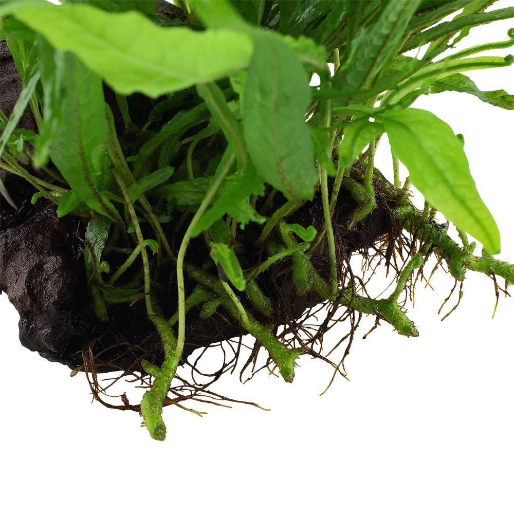Microsorum pteropus 'Narrow'