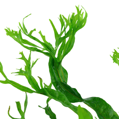 Microsorum pteropus 'Windeløv'