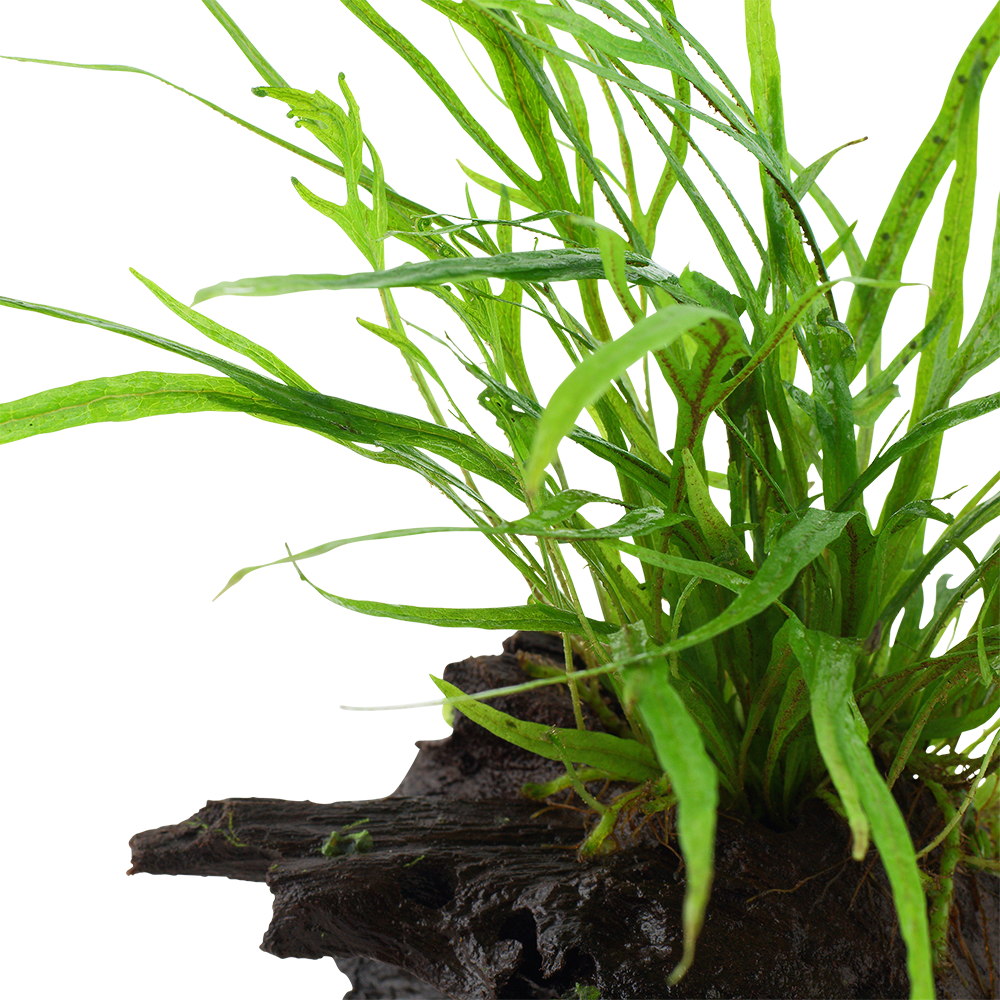Microsorum pteropus 'Trident'