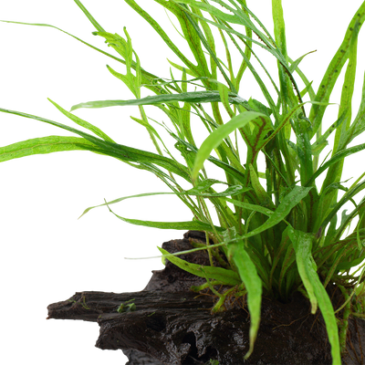 Microsorum pteropus 'Trident'