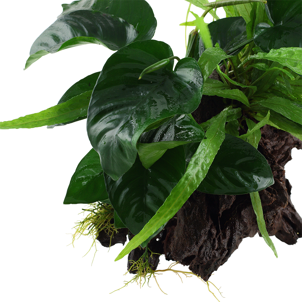 Microsorum - Anubias 'Duet'