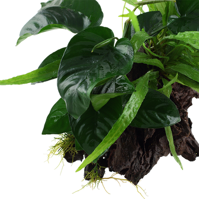 Microsorum - Anubias 'Duet'
