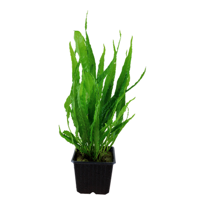 Microsorum pteropus