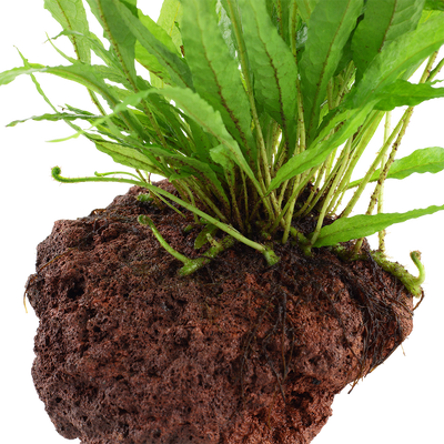 Microsorum pteropus