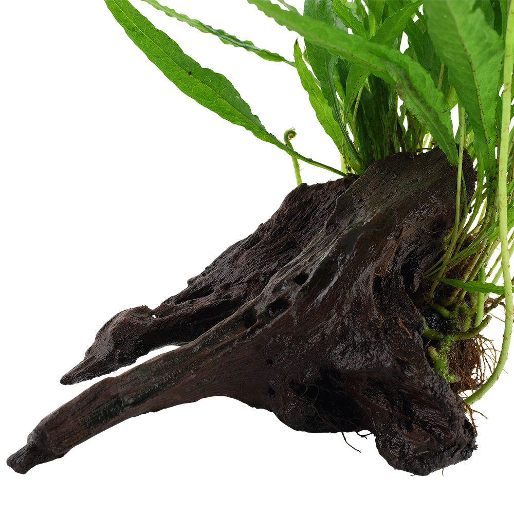 Microsorum pteropus