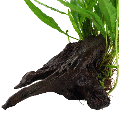 Microsorum pteropus