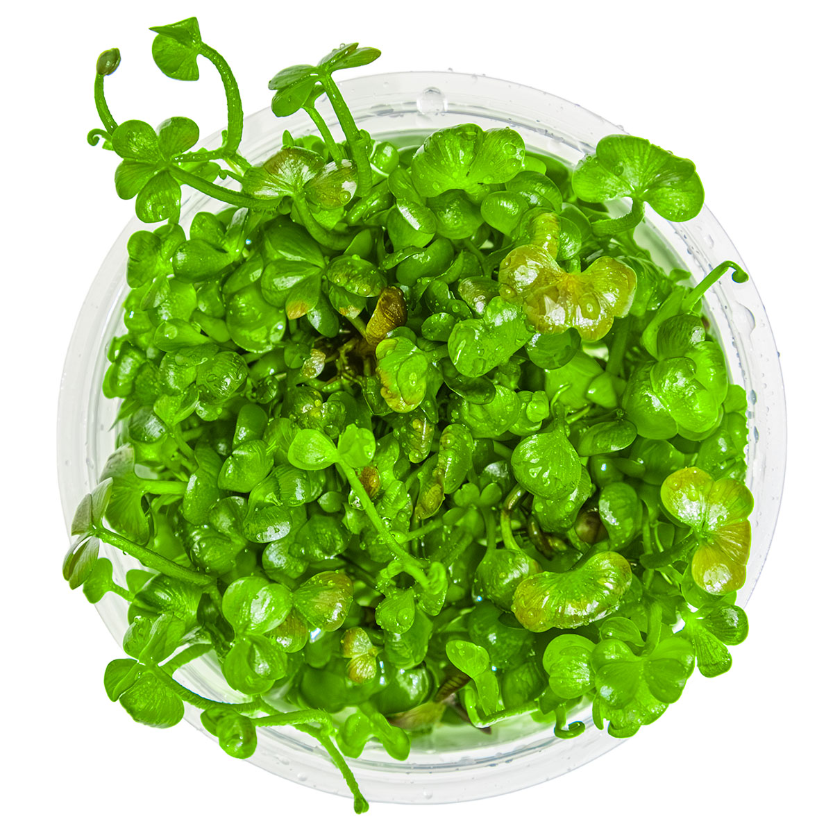 Marsilea hirsuta