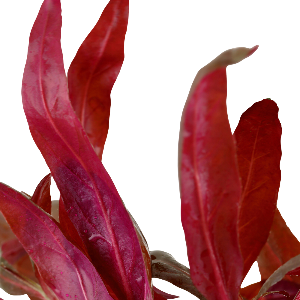 Alternanthera reineckii 'Pink'