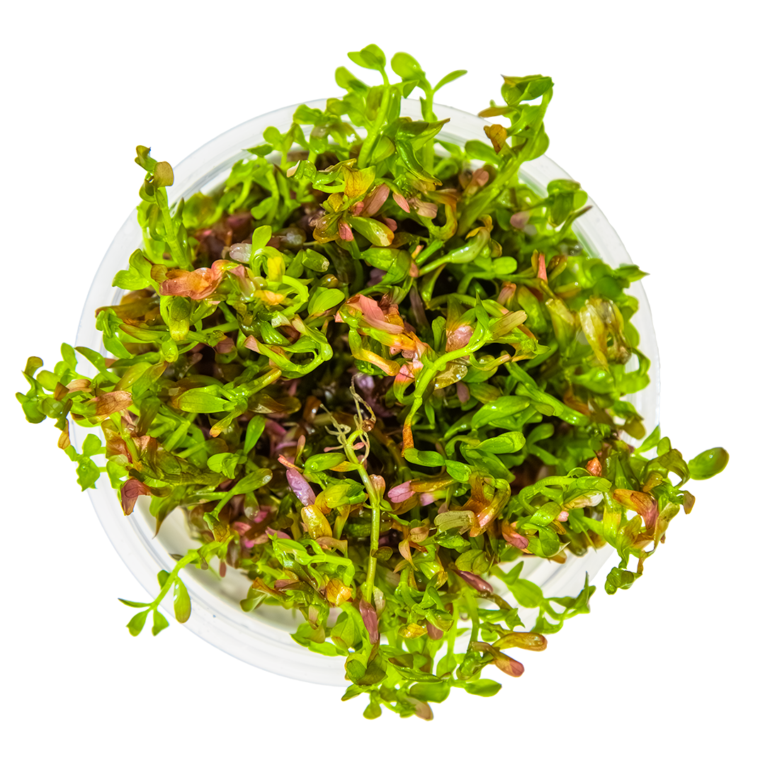 Rotala rotundifolia 'Blood Red'