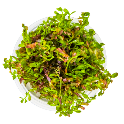 Rotala rotundifolia 'Blood Red'