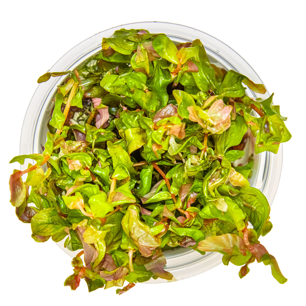 Rotala macrandra