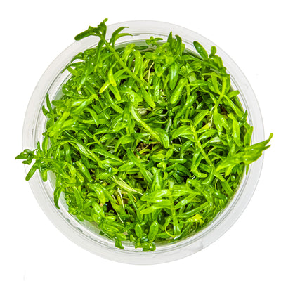 Rotala rotundifolia 'Green'