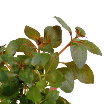 Ludwigia repens 'Rubin'