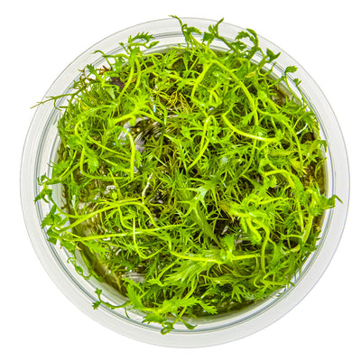Proserpinaca palustris