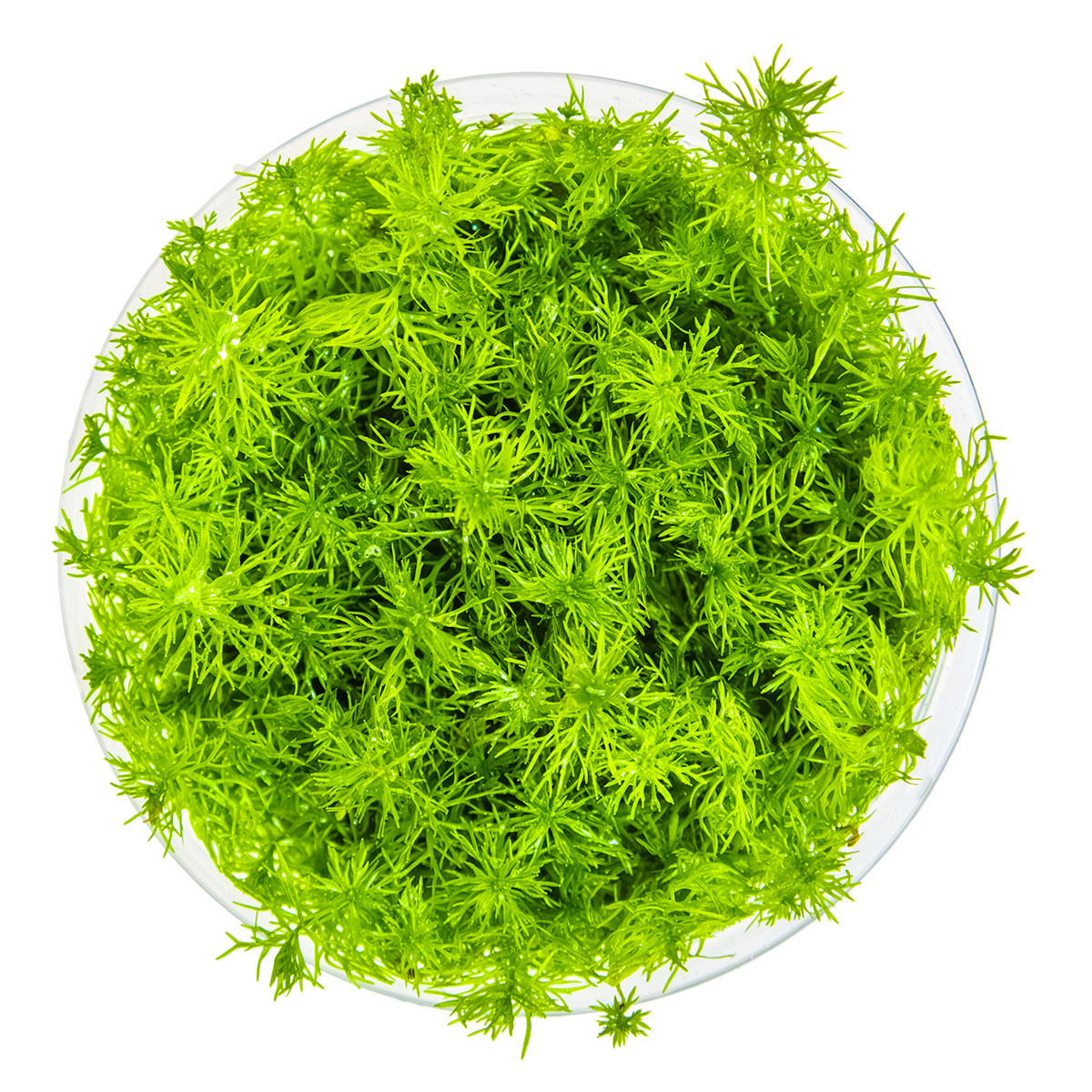 Myriophyllum sp. 'Guyana'