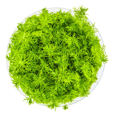Myriophyllum sp. 'Guyana'