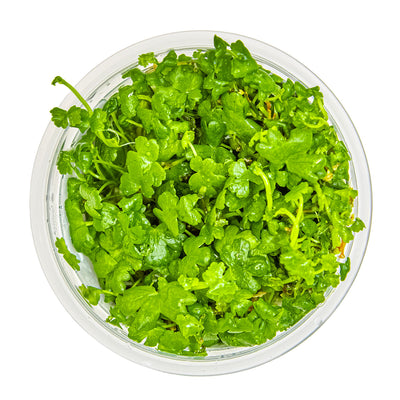 Hydrocotyle tripartita