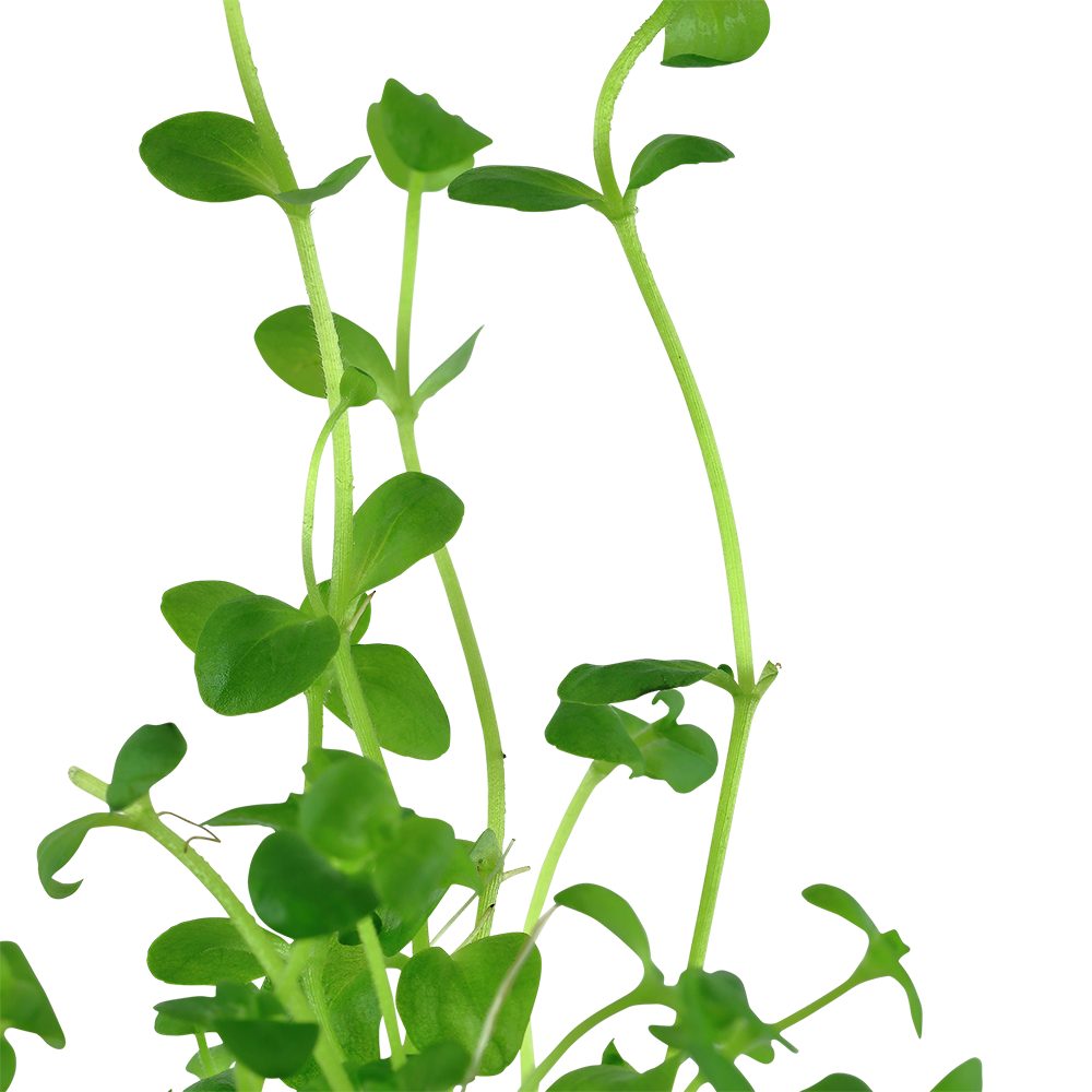 Bacopa australis
