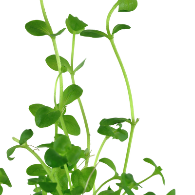 Bacopa australis