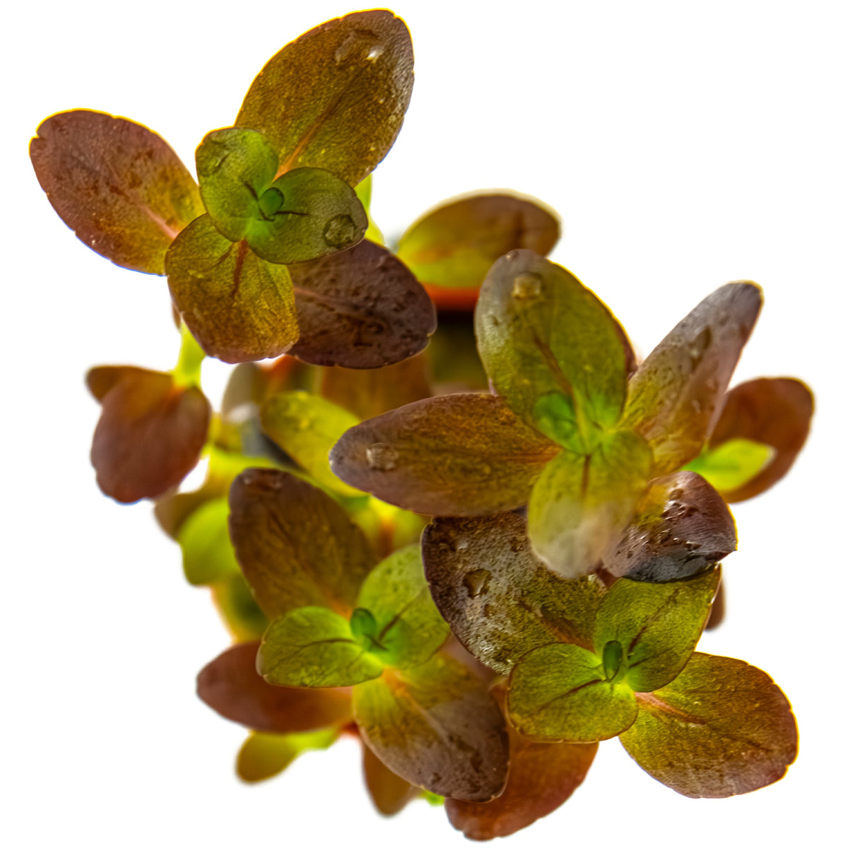 Bacopa salzmannii 'Purple'