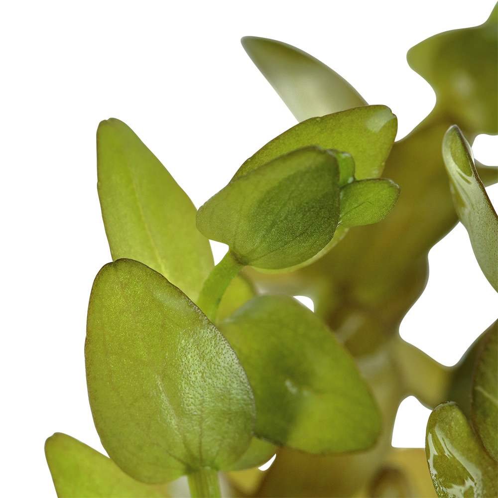Bacopa caroliniana