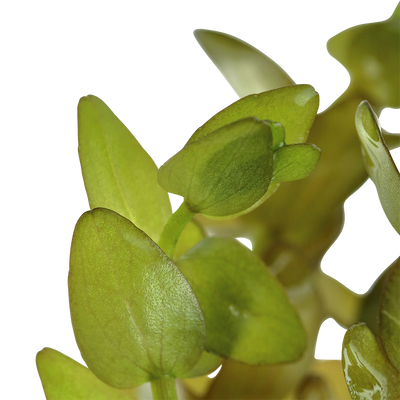 Bacopa caroliniana