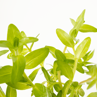 Bacopa caroliniana